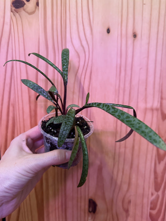 ledebouria socialis ‘silver quill’