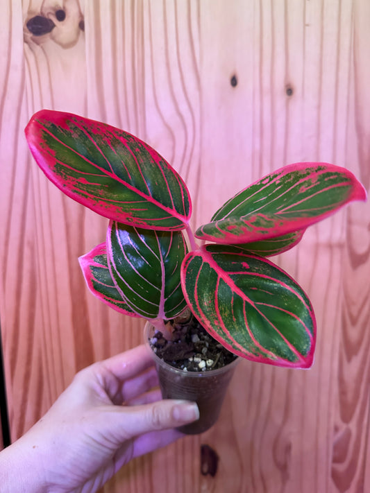 Aglaonema ‘Khanza Pink’