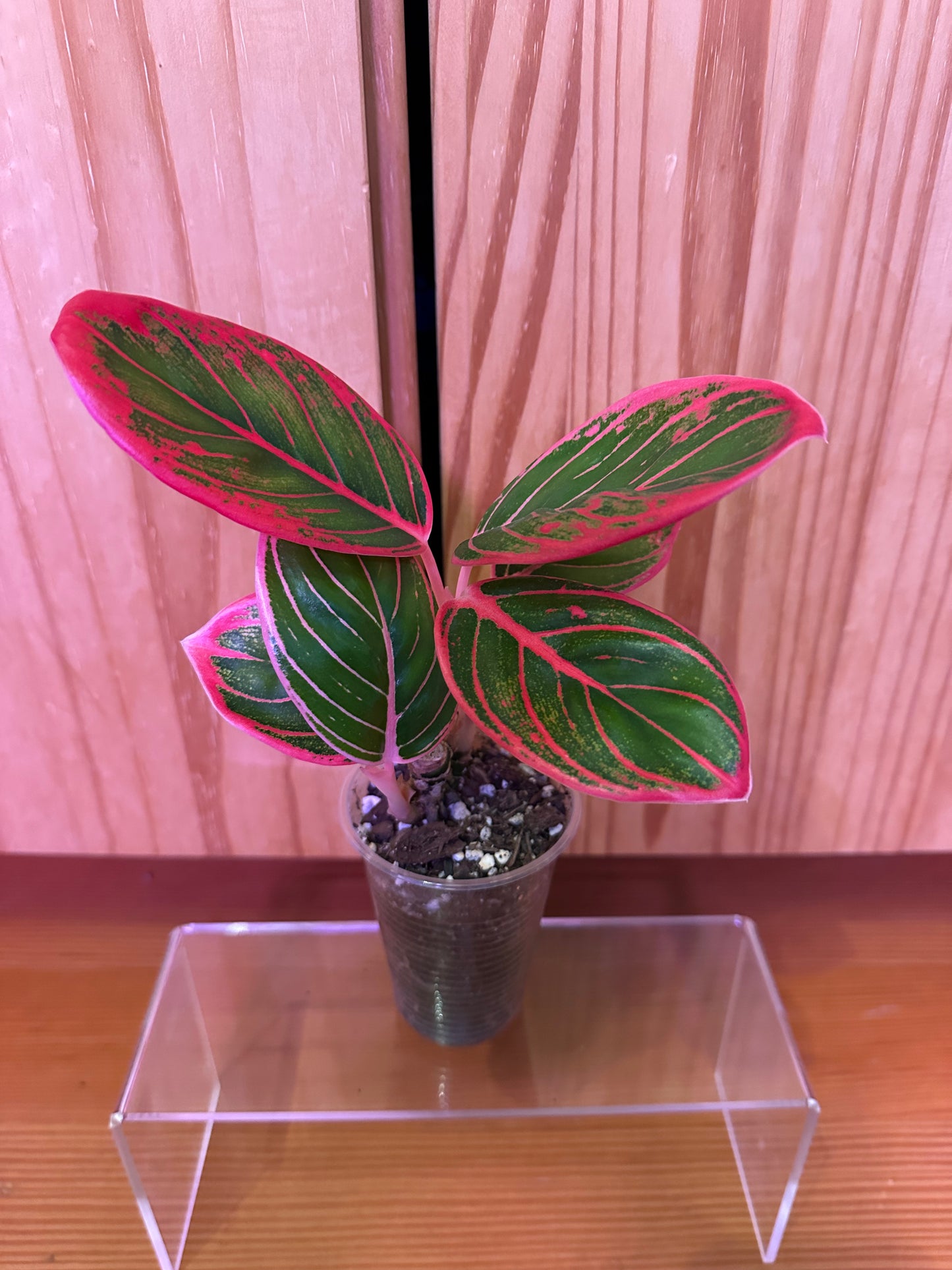 Aglaonema ‘Khanza Pink’