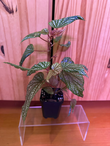 Begonia maculata 'Pink Spot'