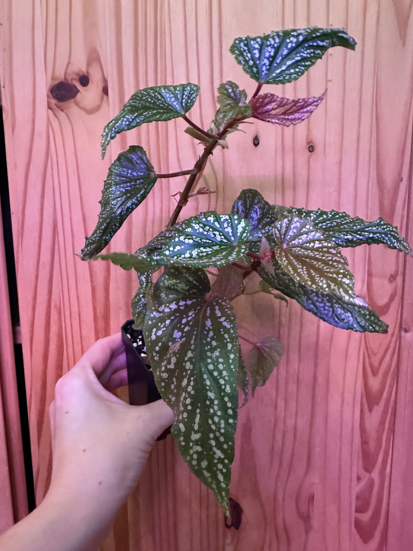 Begonia maculata 'Pink Spot'