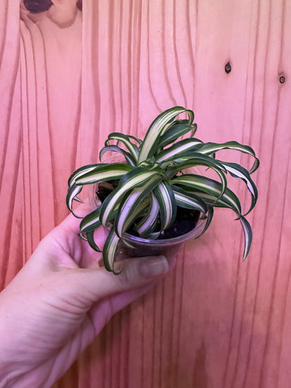 chlorophytum comosum variegatum “spider plant”