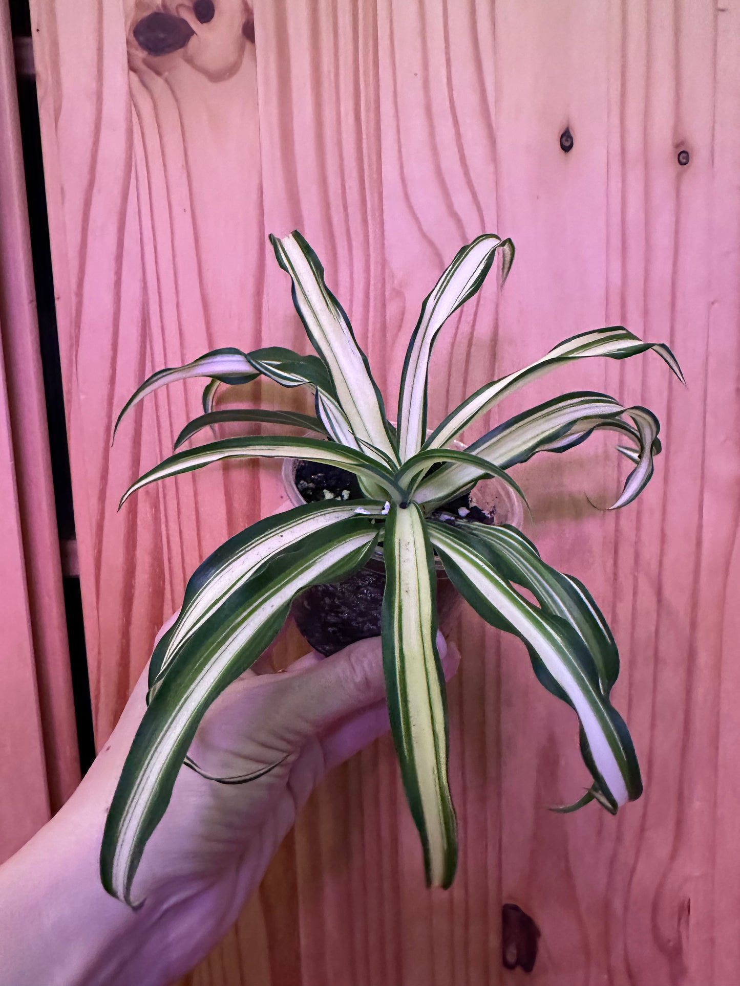 chlorophytum comosum variegatum “spider plant”