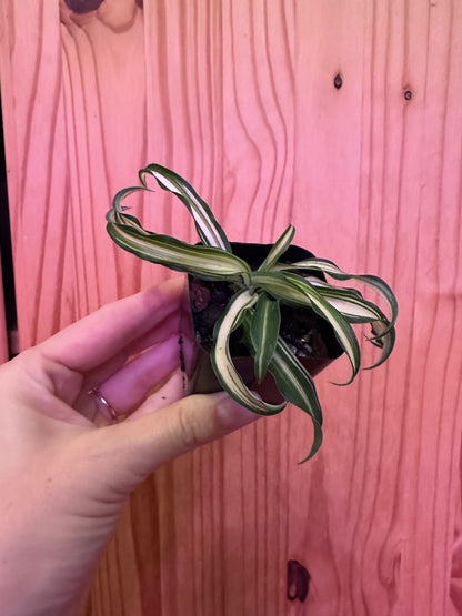 chlorophytum comosum variegatum “spider plant”