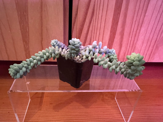 Sedum morganianum ‘donkey tail’