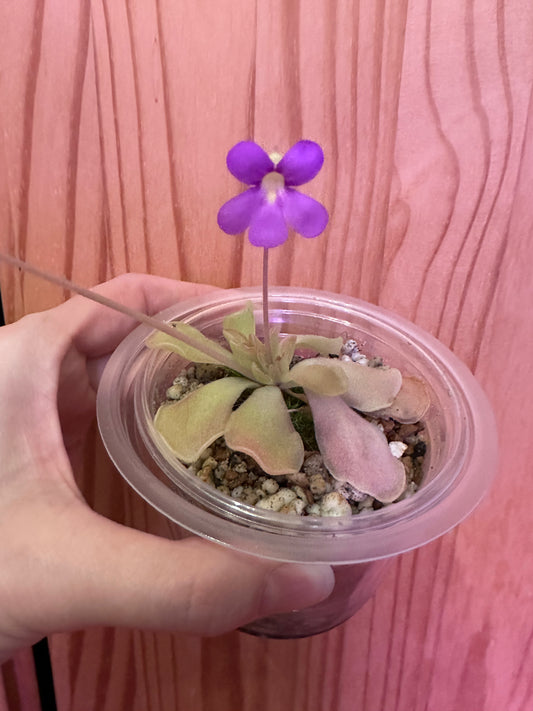 Pinguicula ‘butterwort’ carnivorous
