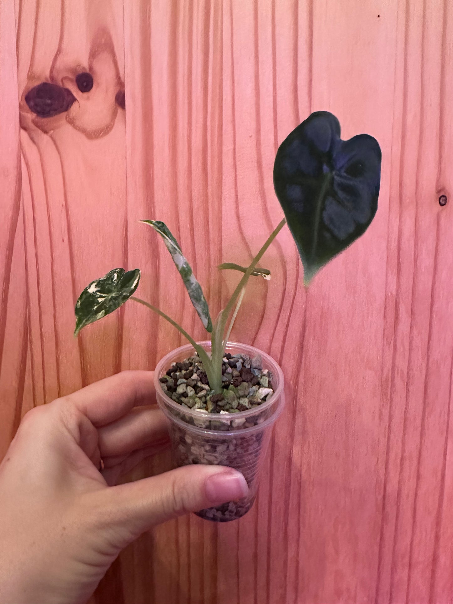 alocasia frydek variegated