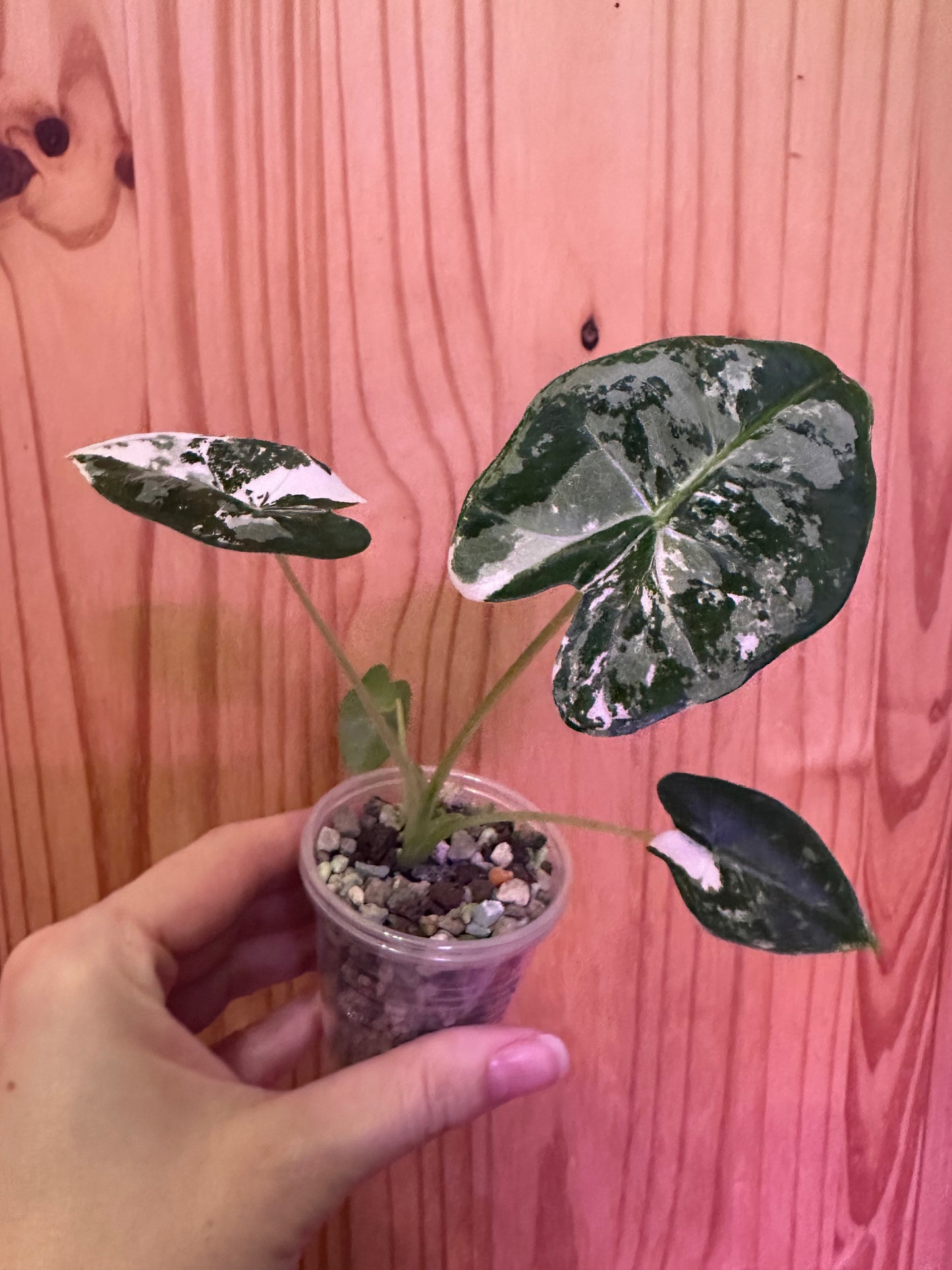 alocasia frydek variegated