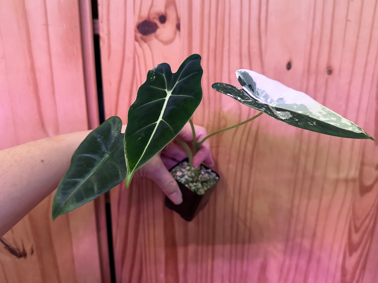 alocasia frydek variegated