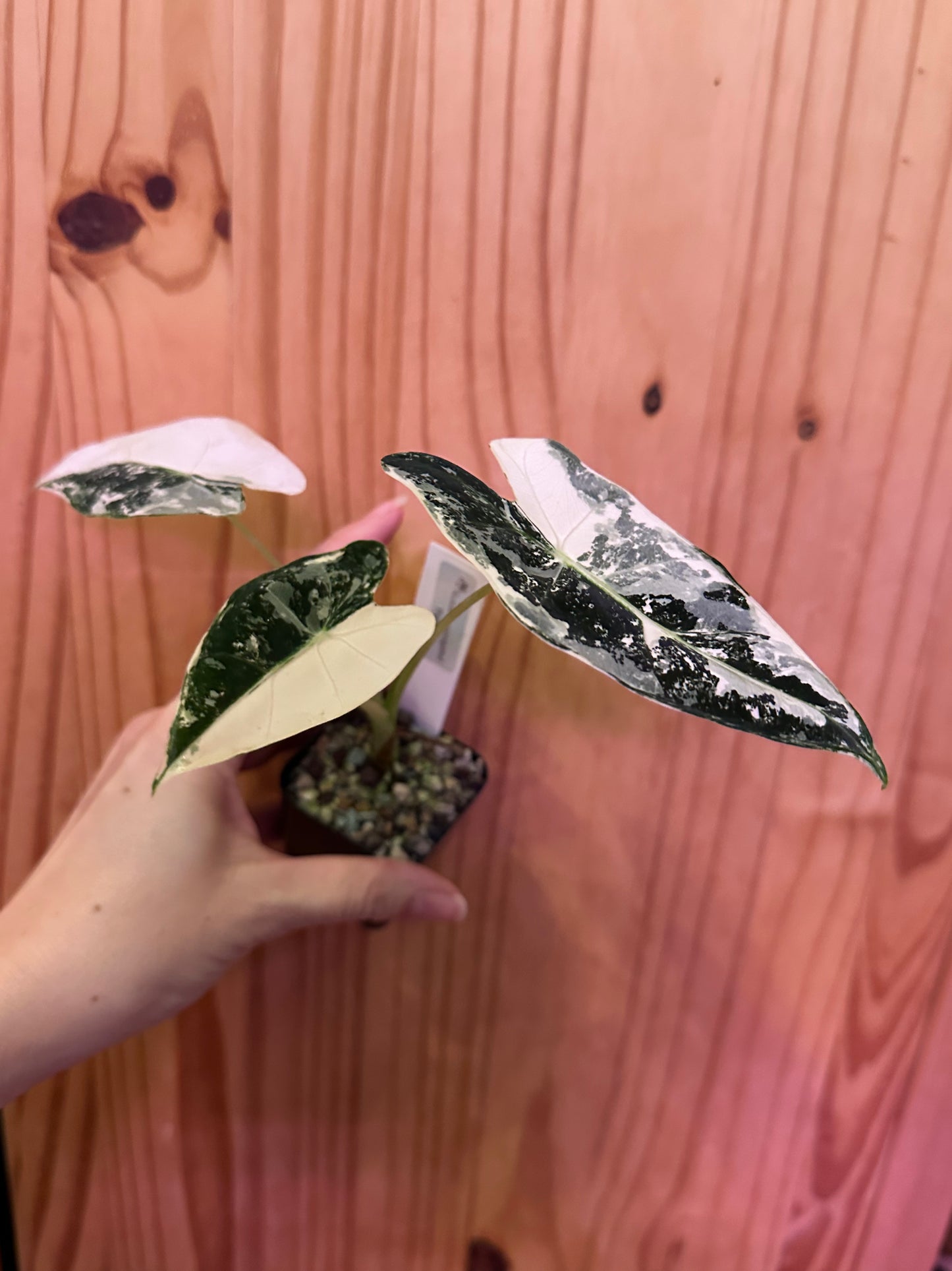 alocasia frydek variegated