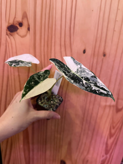 alocasia frydek variegated