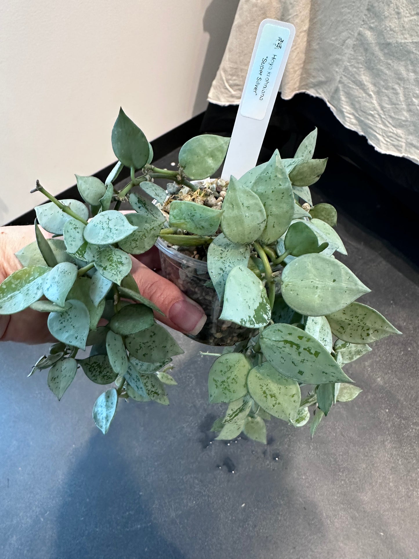 Hoya krohniana "Super Silver"