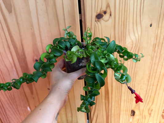 Aeschynanthus radicans (curly lipstick plant)