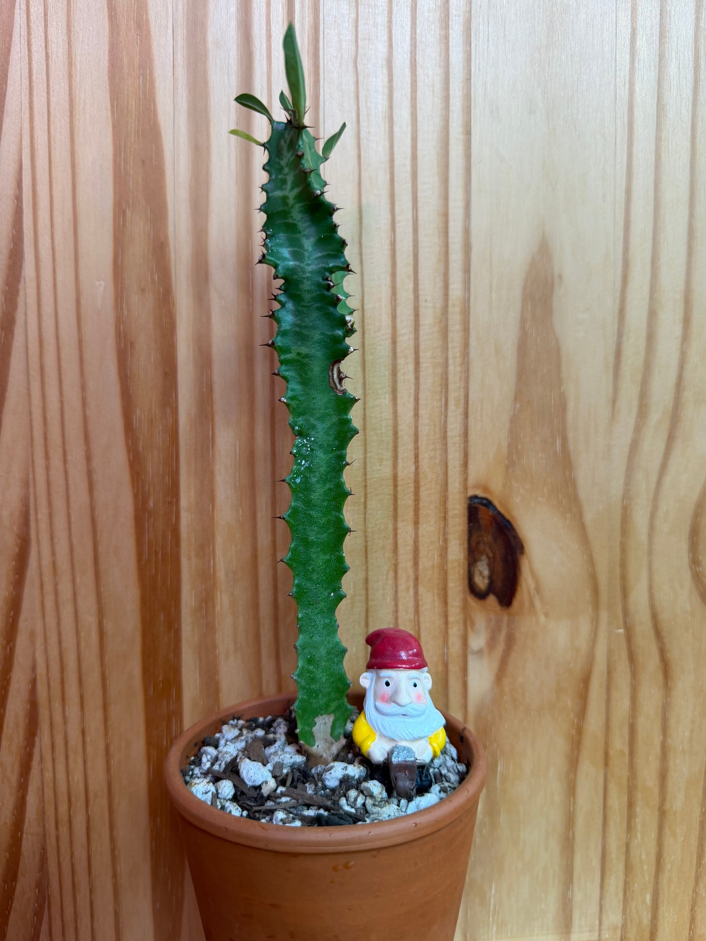 Euphorbia trigona (African Milk Tree)