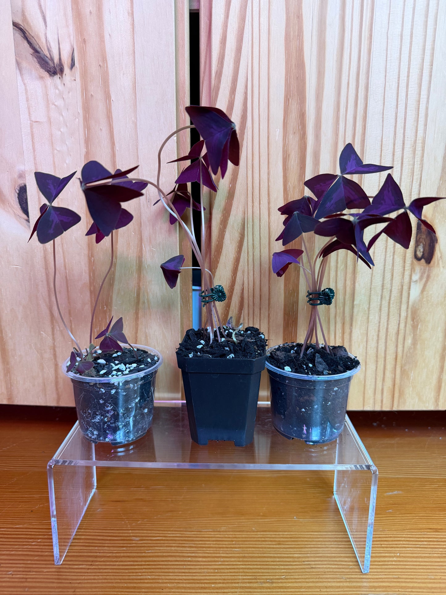 Oxalis triangularis (purple shamrock)