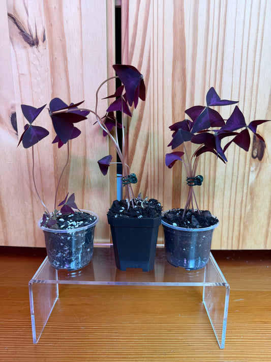 Oxalis triangularis (purple shamrock)