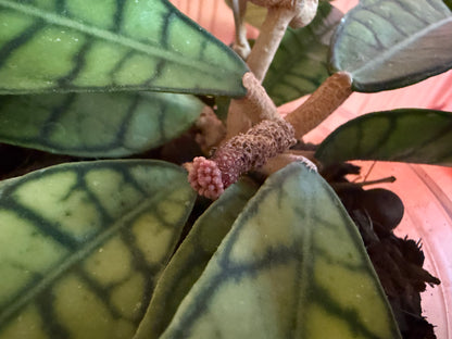 Hoya callistophylla