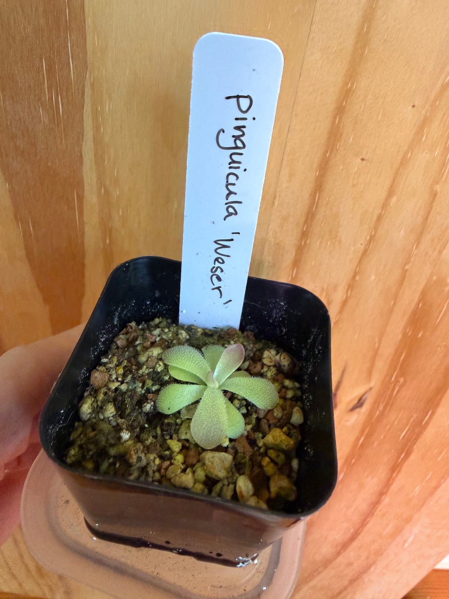 pinguicula weser