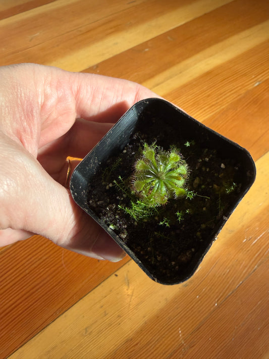Drosera spatulata “spoon-leaf”