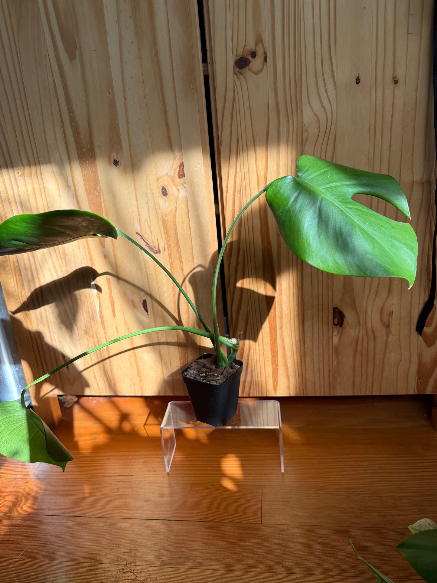 monstera deliciosa