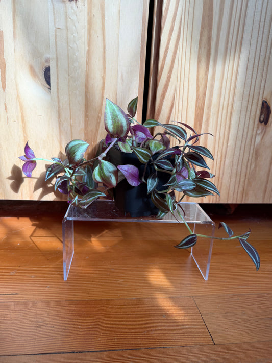 Tradescantia zebrina "Deep Purple"