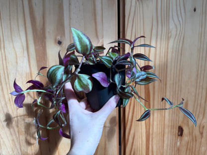 Tradescantia zebrina "Deep Purple"