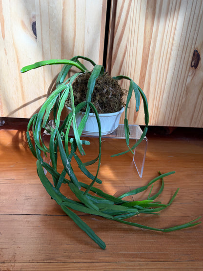 rhipsalis paradoxa 