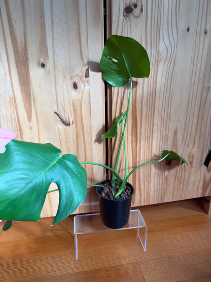 monstera deliciosa