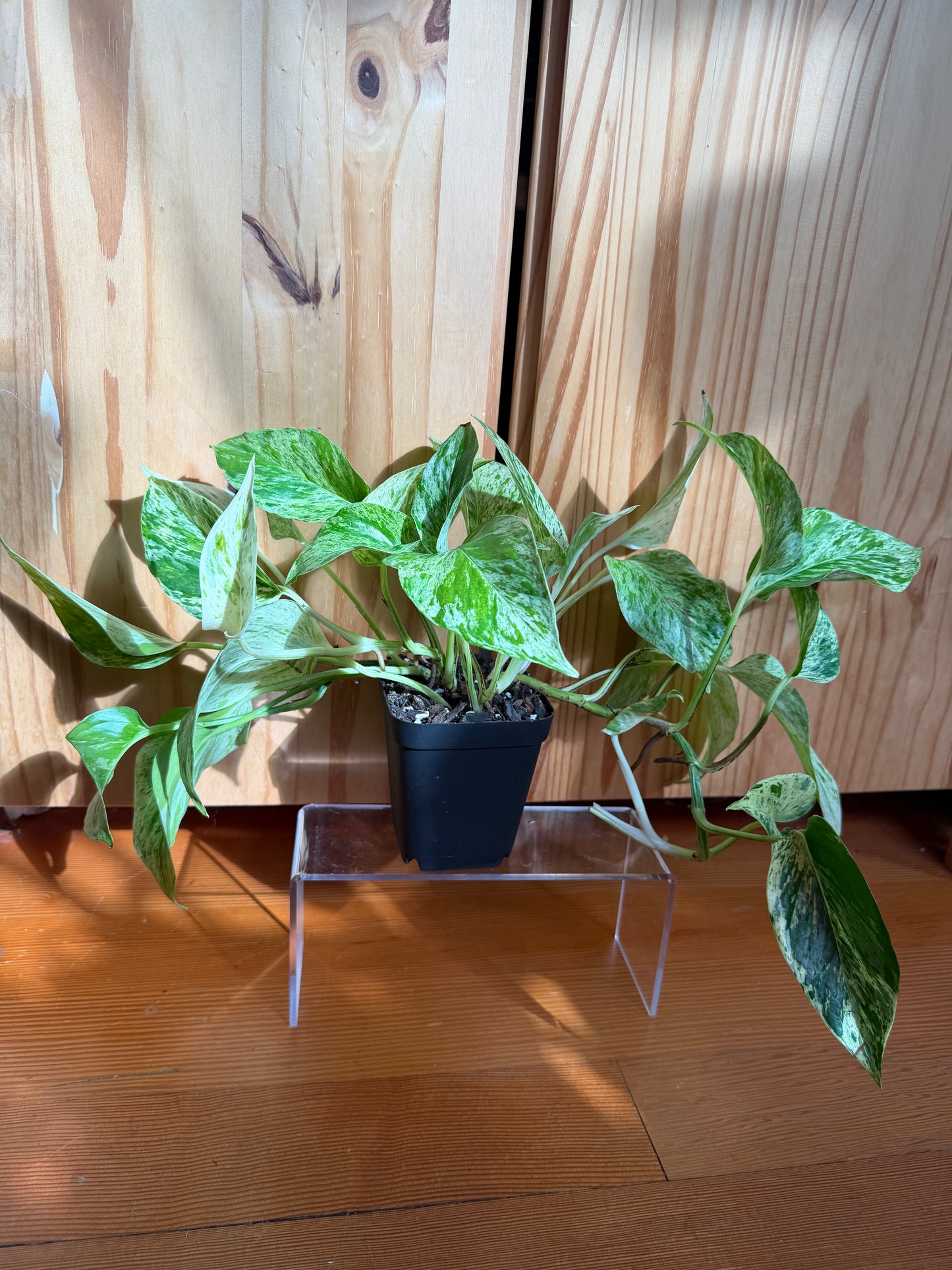 Epipremnum aureum 'marble queen pothos’