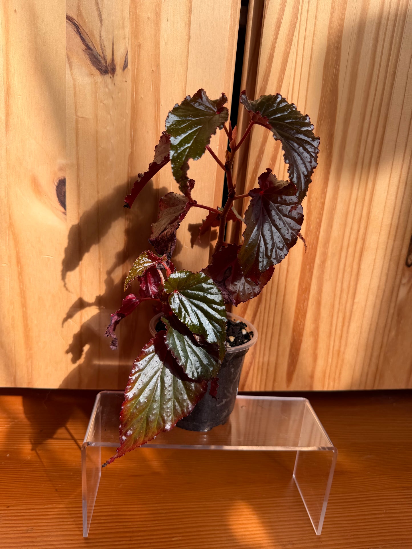 Begonia “black magic”