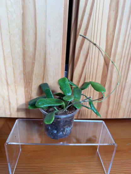 Hoya rotundiflora