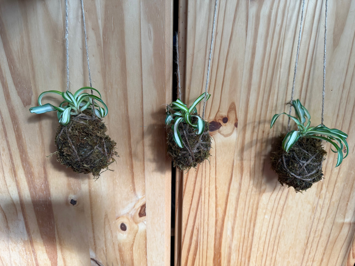 chlorophytum comosum variegatum “spider plant”