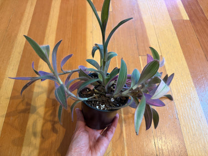 Tradescantia pallida 'variegata'