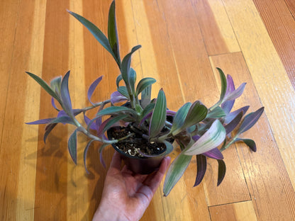 Tradescantia pallida 'variegata'
