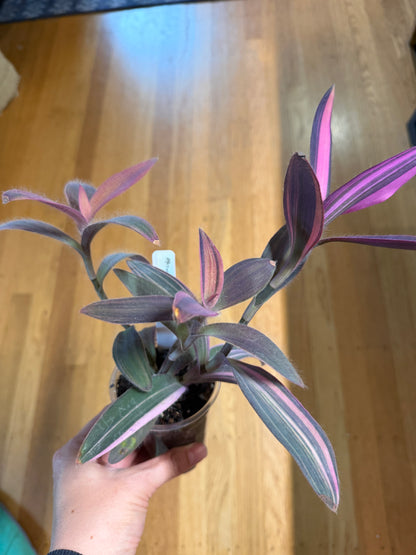 Tradescantia pallida 'variegata'