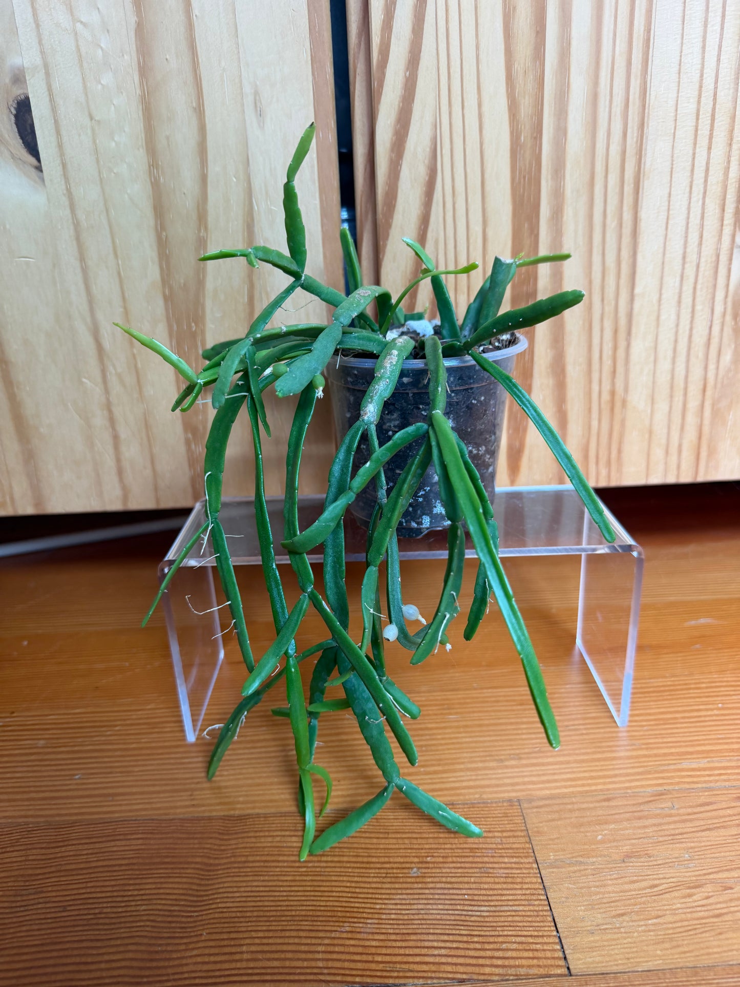 rhipsalis paradoxa 