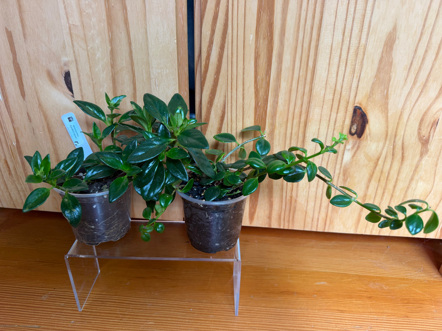Nematanthus Wettsteinii "Goldfish plant"