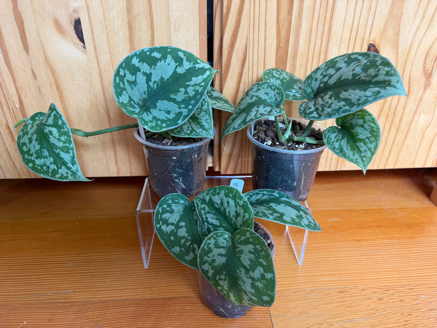 Scindapsus pictus 'Exotica'