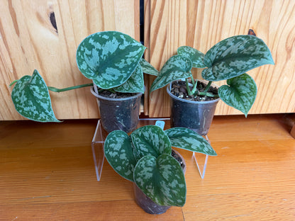 Scindapsus pictus 'Exotica'
