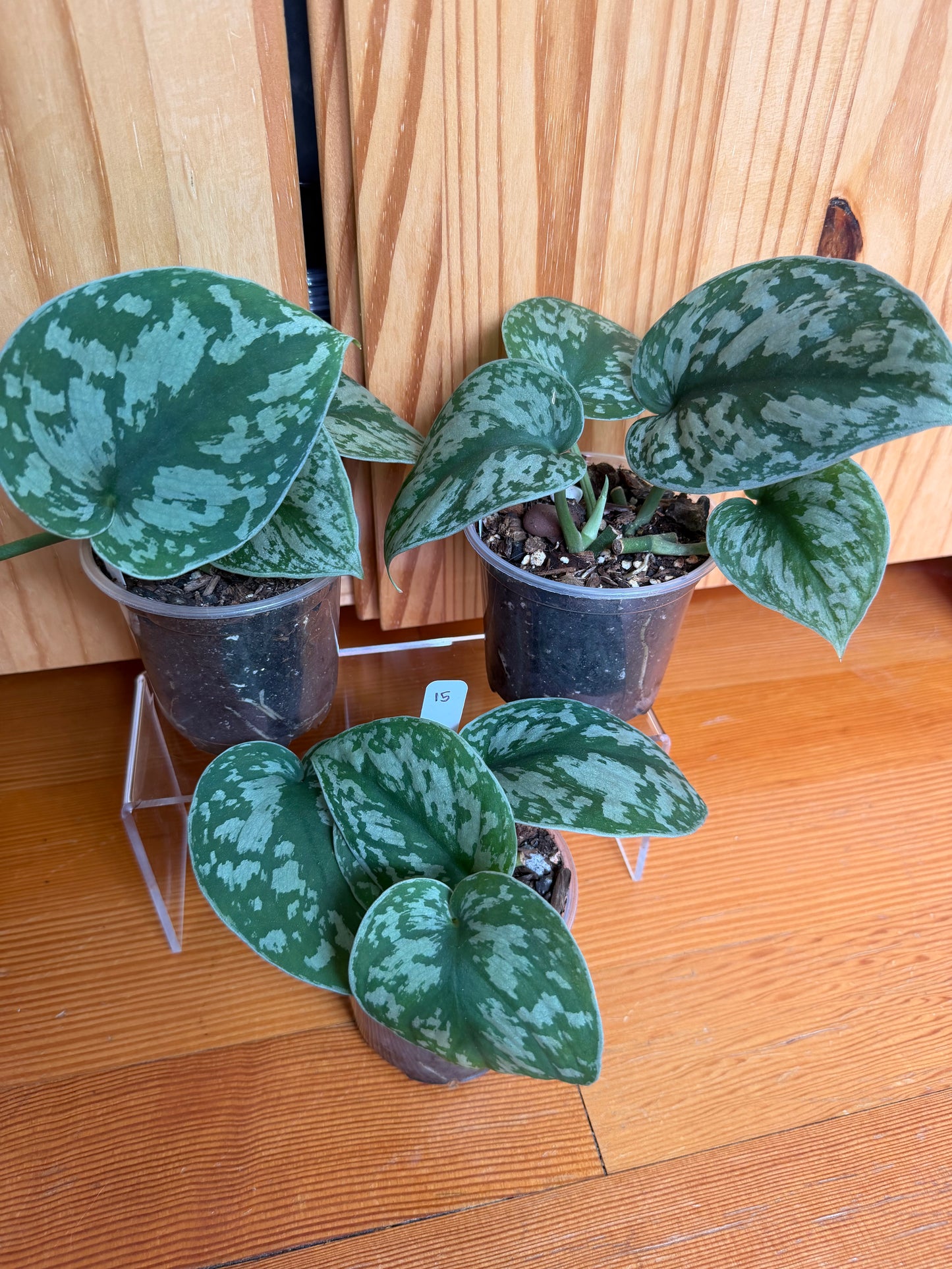 Scindapsus pictus 'Exotica'