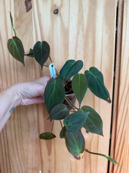 Philodendron Micans