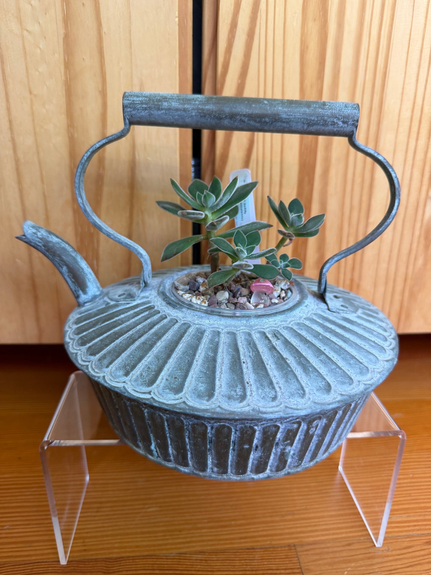Echeveria harmsii (in antique kettle planter)