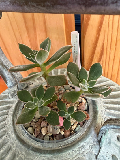 Echeveria harmsii (in antique kettle planter)