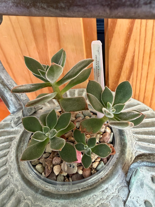 Echeveria harmsii (in antique kettle planter)
