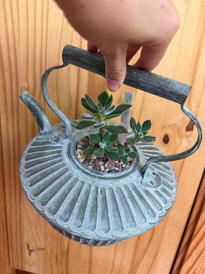 Echeveria harmsii (in antique kettle planter)