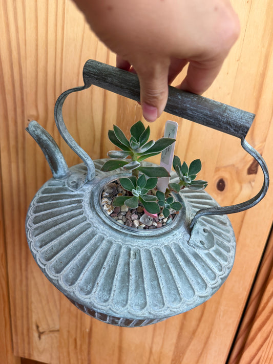 Echeveria harmsii (in antique kettle planter)