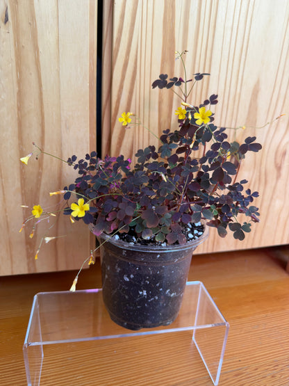 Oxalis bicolor ‘candy cane shamrock’
