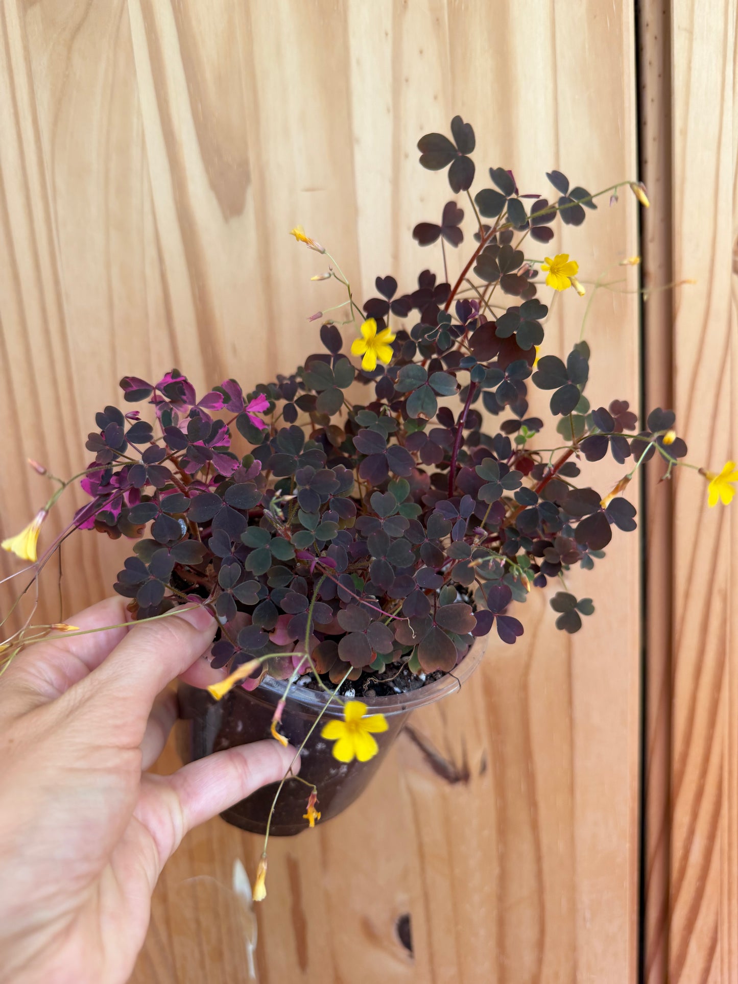 Oxalis bicolor ‘candy cane shamrock’