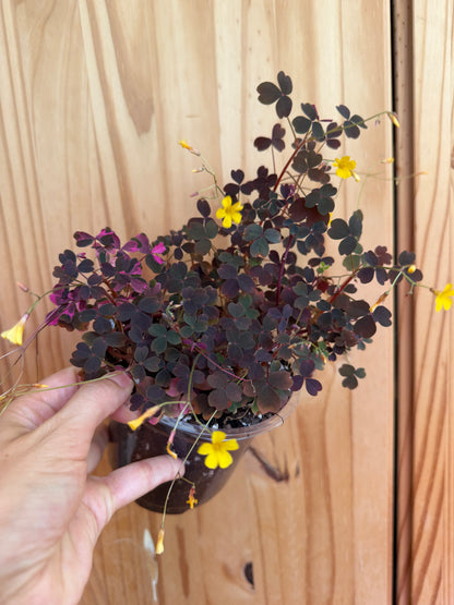 Oxalis bicolor ‘candy cane shamrock’