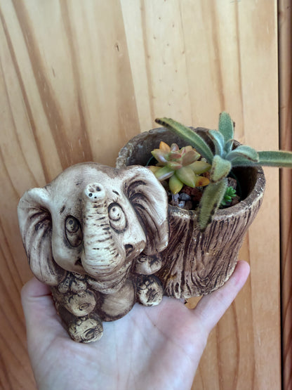 Desk buddy-mixed succulent planter